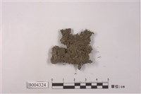 藏品(狹瓣細鱗蘚)的圖片